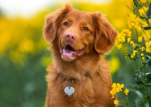 the-10-most-loved-names-for-dogs